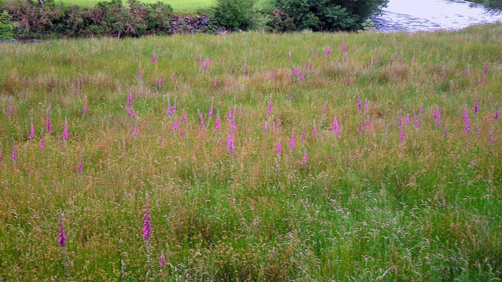 FOXGLOVE FIELD