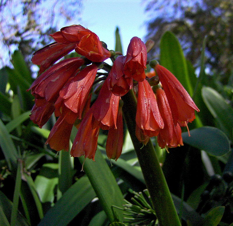 RED FLOWER