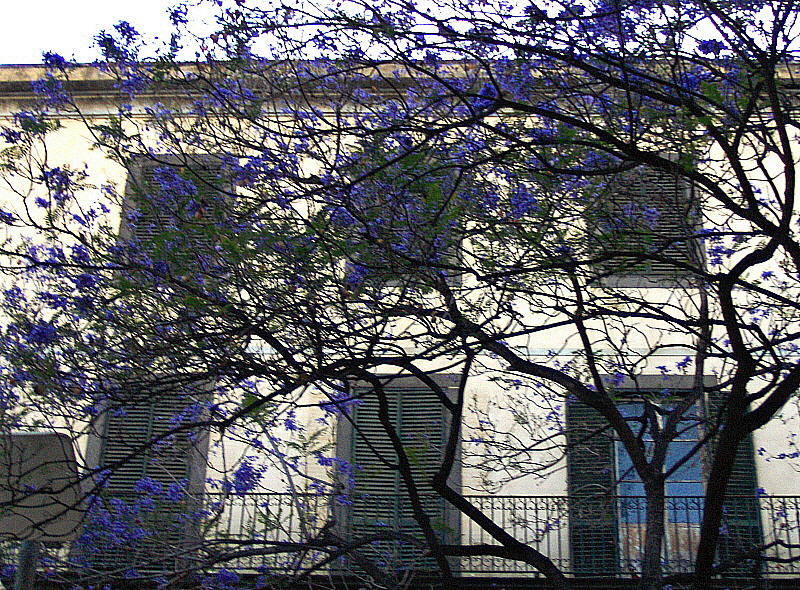 BALCONY & JACARANDA