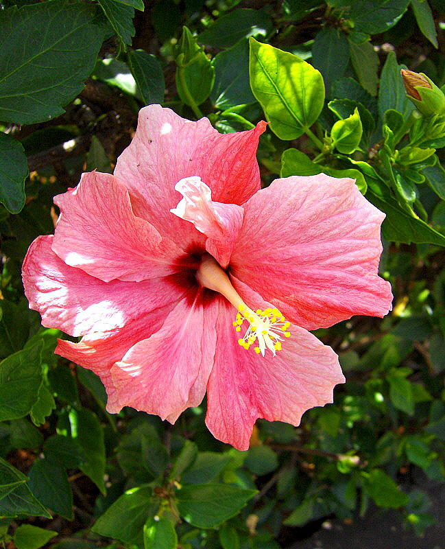 HIBISCUS