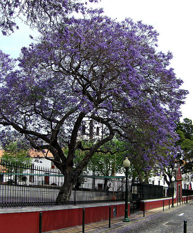 ANOTHER FINE JACARANDA