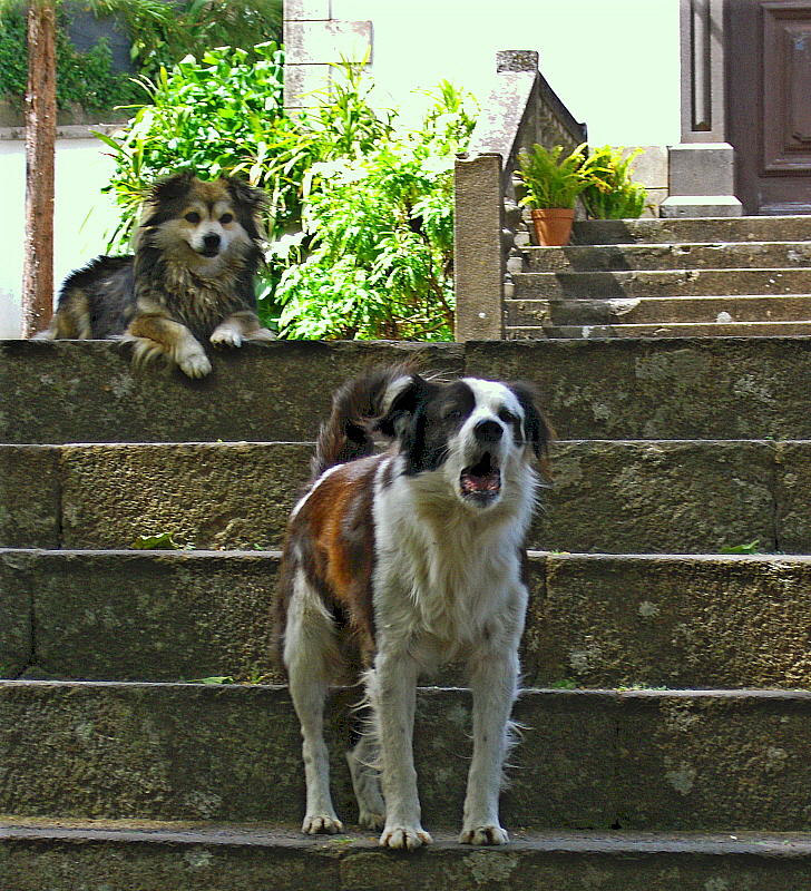 CHURCH  GUARD DOGS!