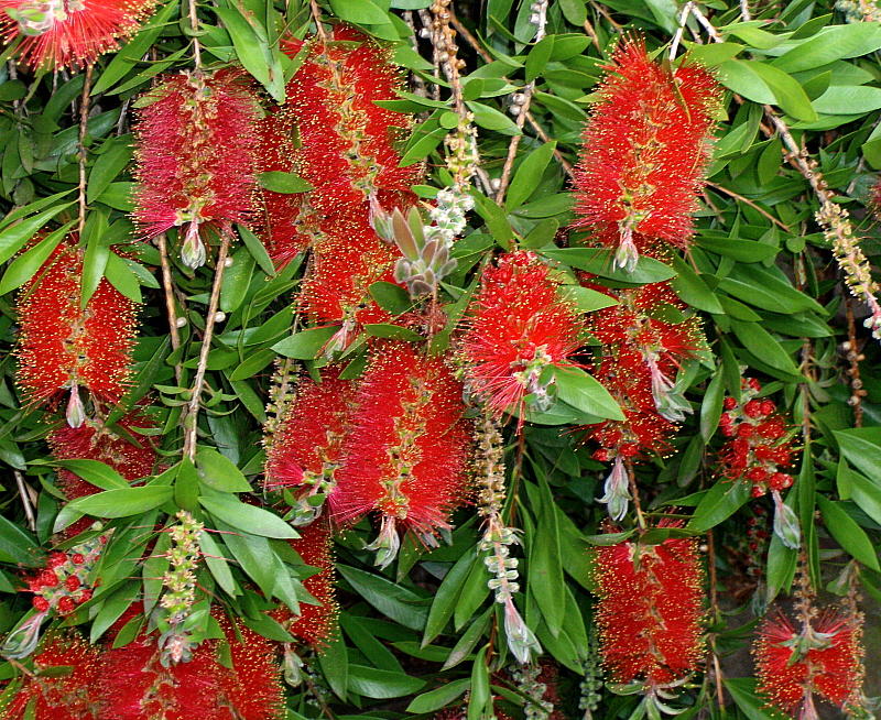 A WEEPING BOTTLEBRUSH    1239
