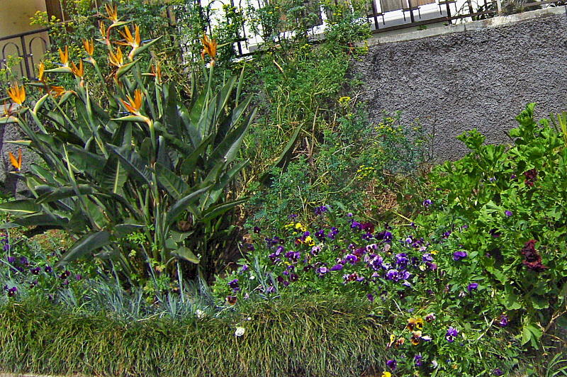 BIRD OF PARADISE AND PANSY FLOWERS