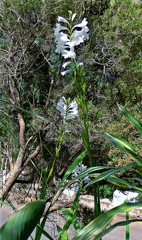 UNKNOWN WHITE FLOWER