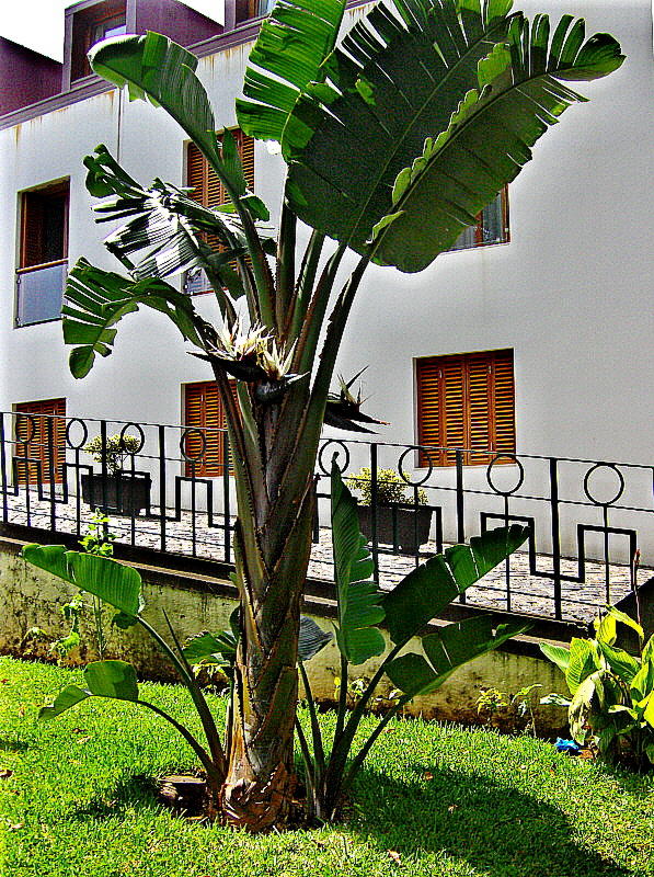 GIANT BIRD OF PARADISE PLANT