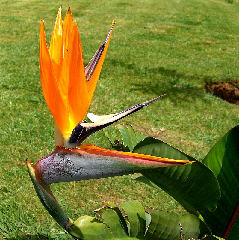 A SINGLE BIRD OF PARADISE BLOOM    867