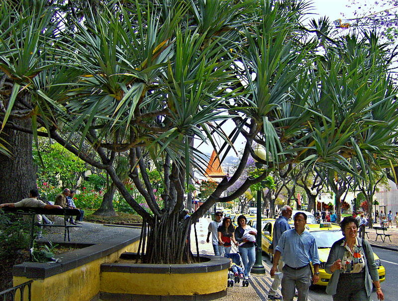 DRAGON TREE