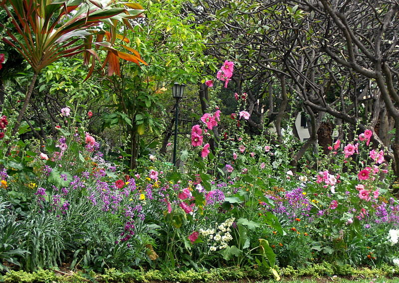 A BEAUTIFUL FLOWER BED   925