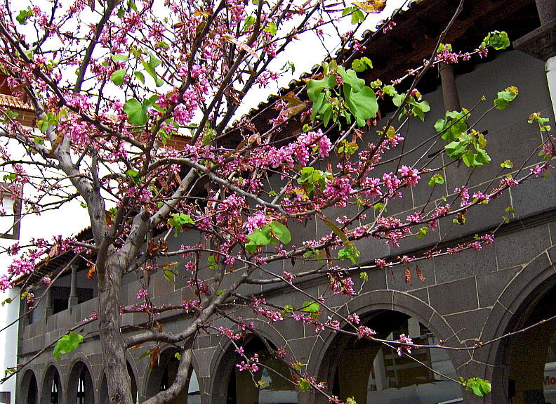 THE JUDAS TREE