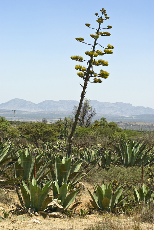 Pozos-Agave.jpg