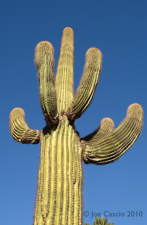 cactus_9468_01.5.psd