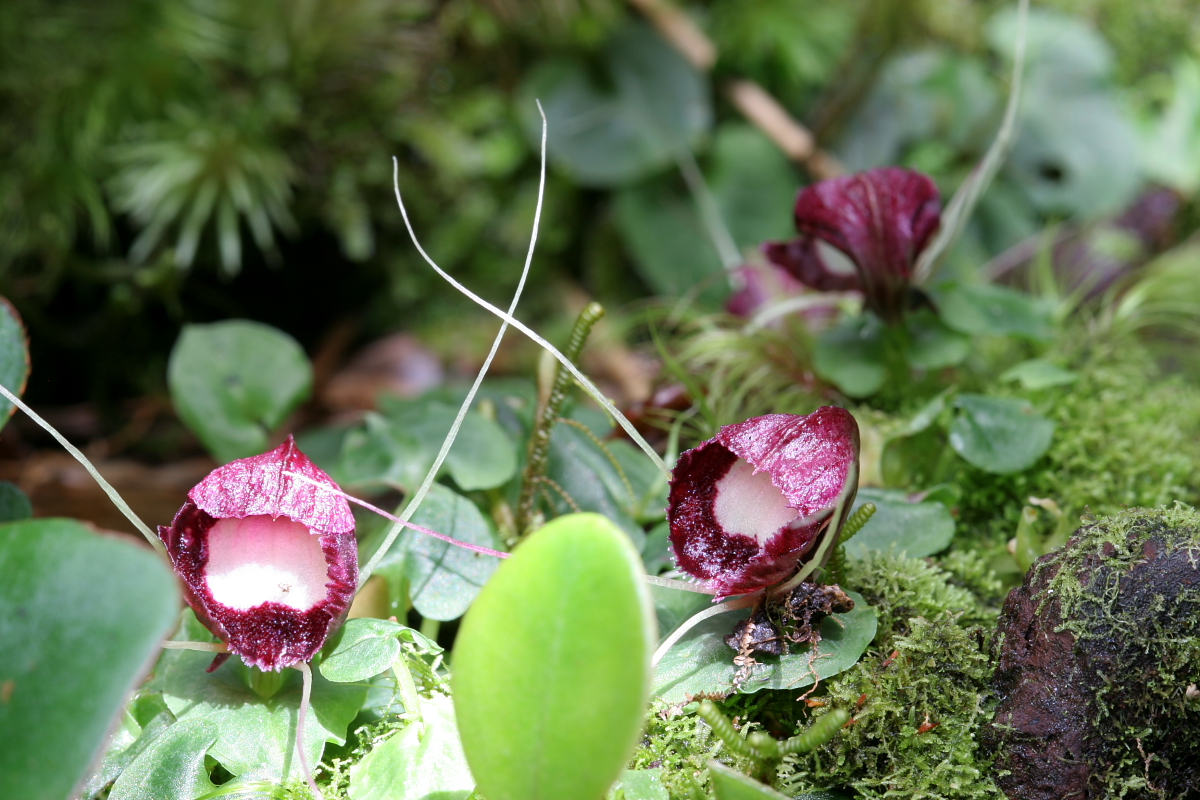 Helmeted orchid