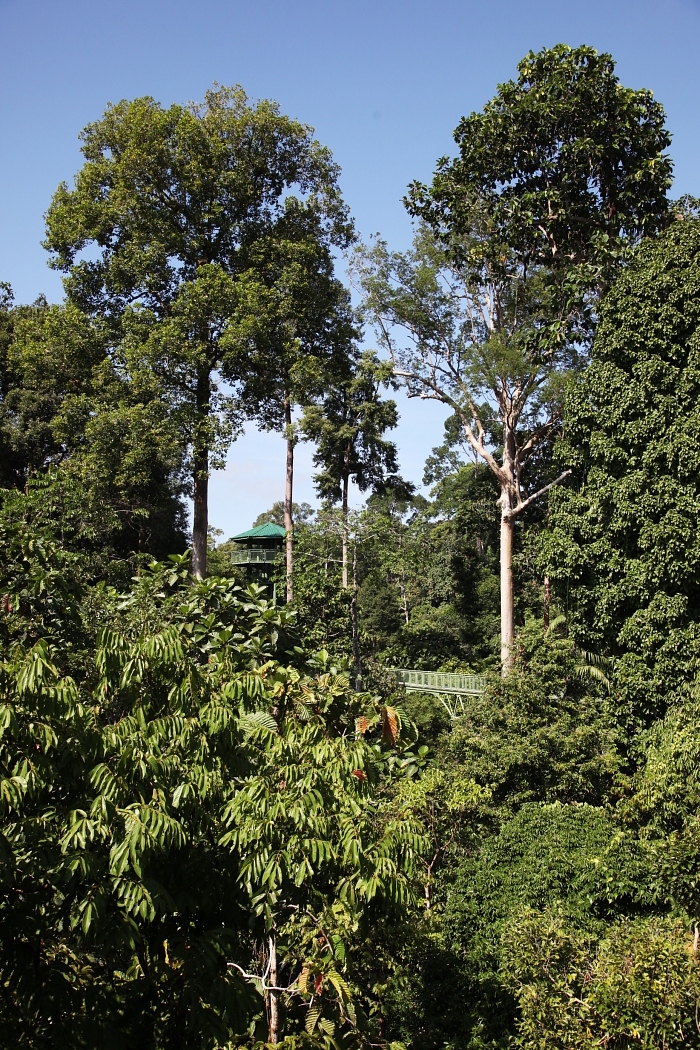 Rainforest Discovery Centre canopy walk