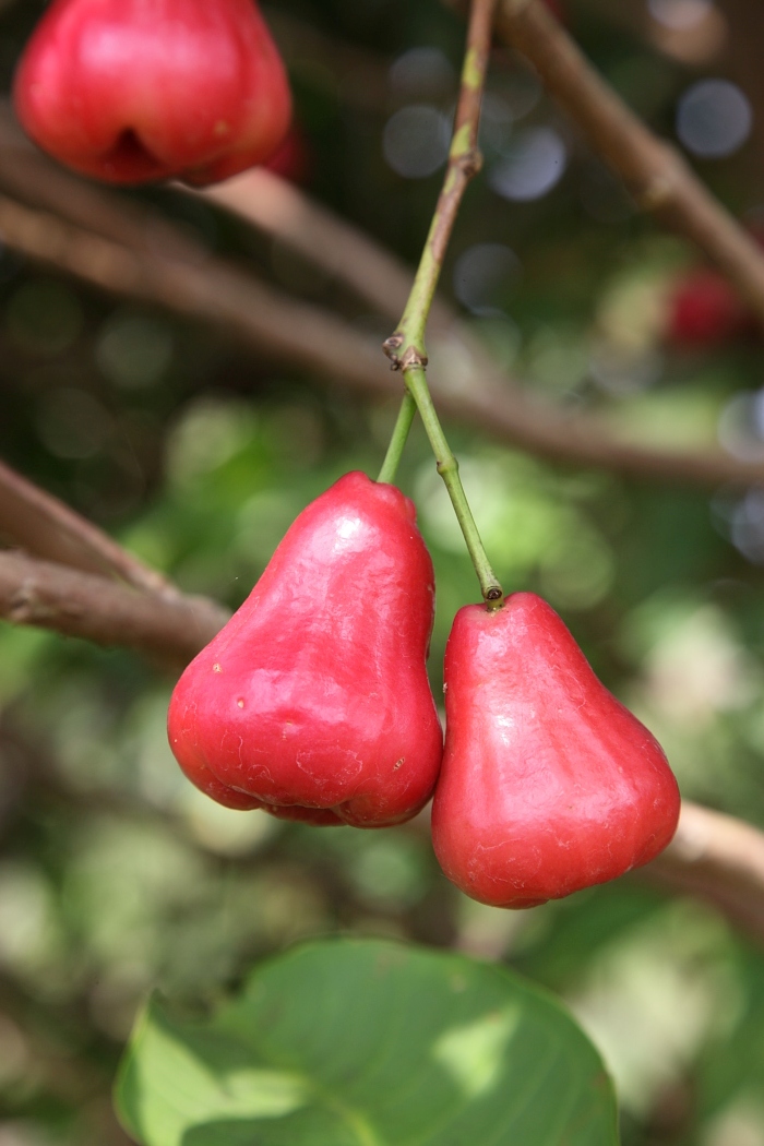 Water Apple