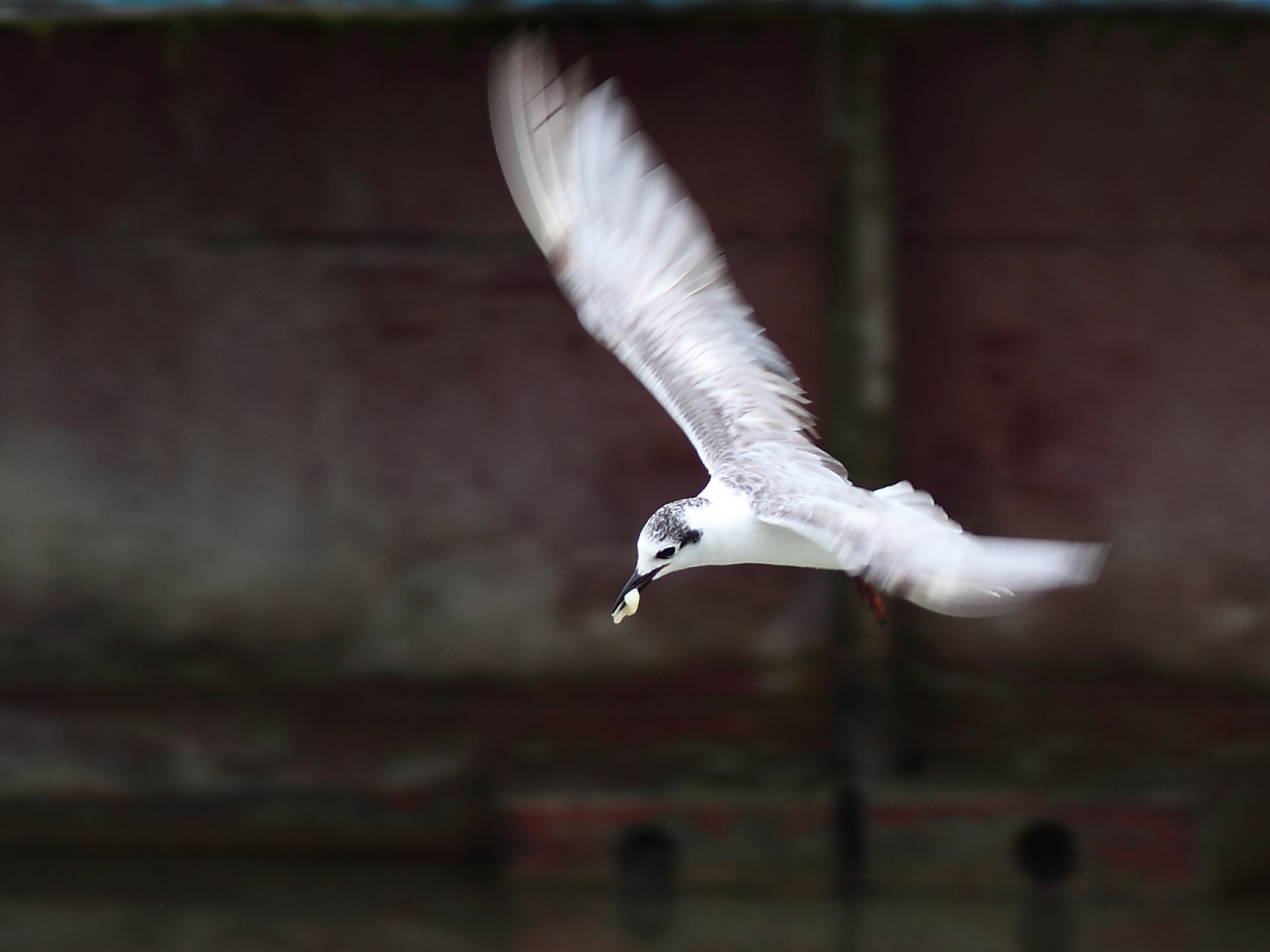 White winged Tern