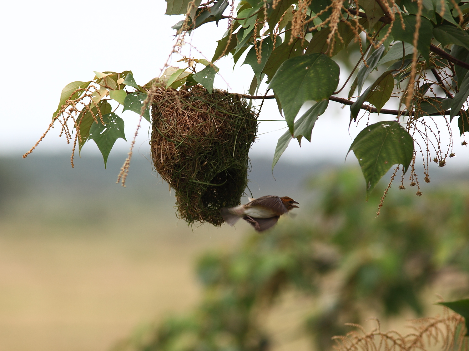 Baya Weaver