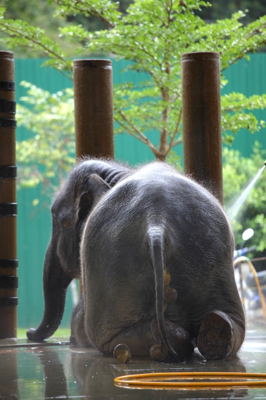 Elephant Rehabitation Centre, Kuala Kandah