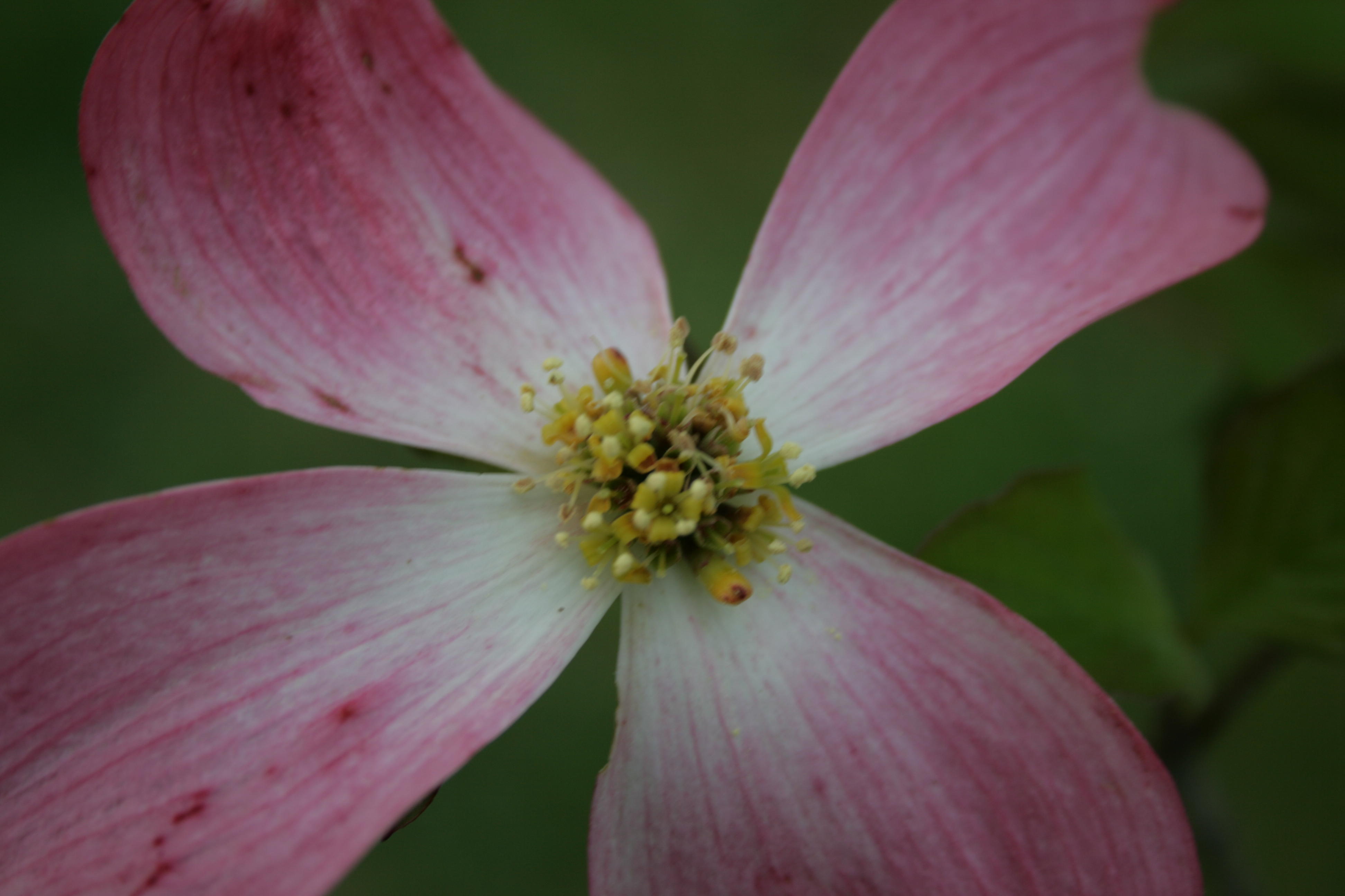 Original Dogwood Bloom