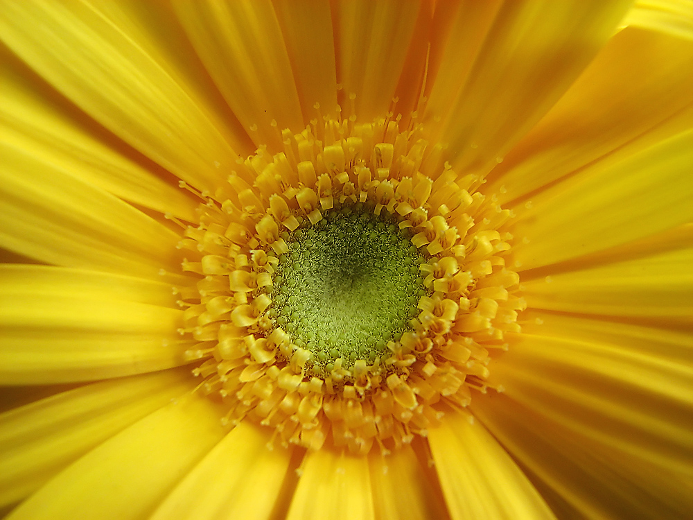 Gerbera Daisy