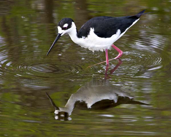 Black-necked Stilt 2.jpg