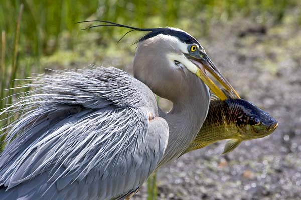 Great Blue catches Fish.jpg