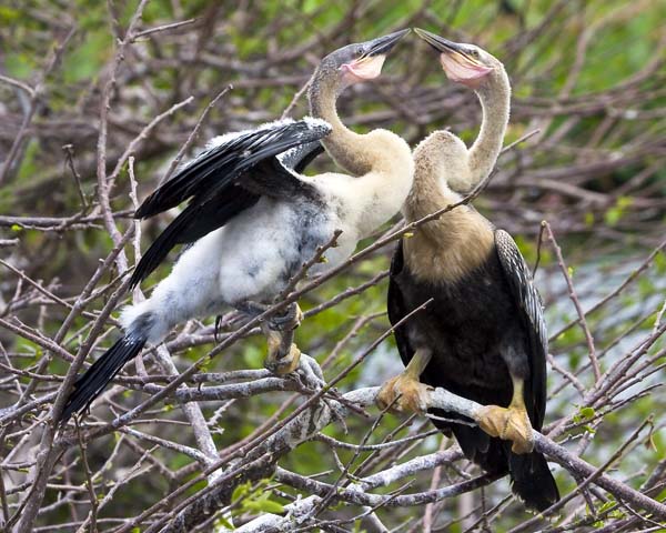 Young Anhingas.jpg