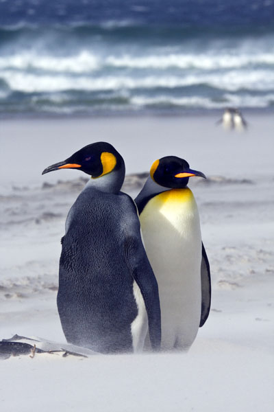 King Penguins in Sandstorm 1.jpg