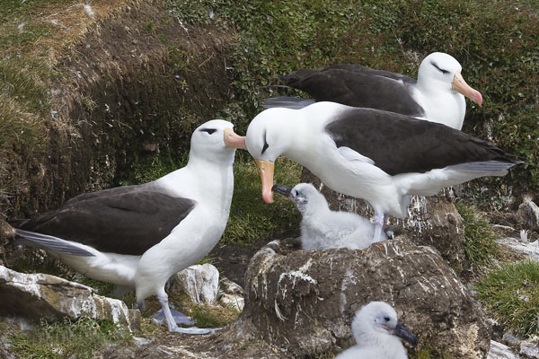 Black-browed Albatross family.jpg