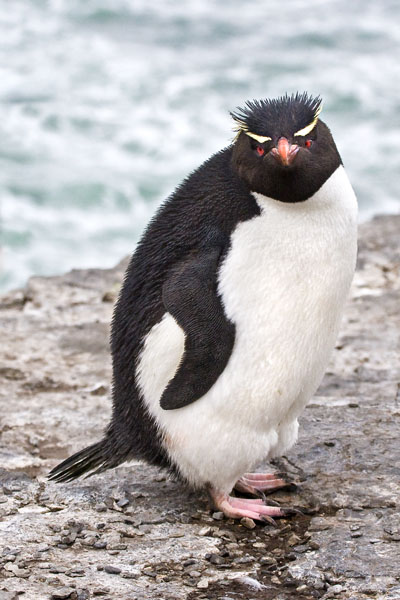 Rockhopper penguin on cliff 3.jpg