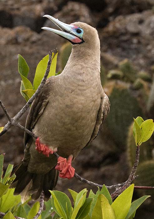 Red-footed Boobie.jpg