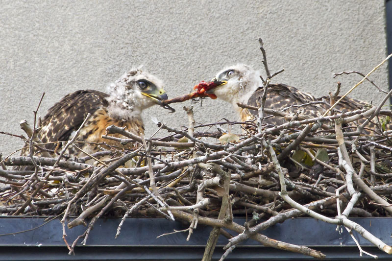 Red-tailed juveniles tug of war.jpg