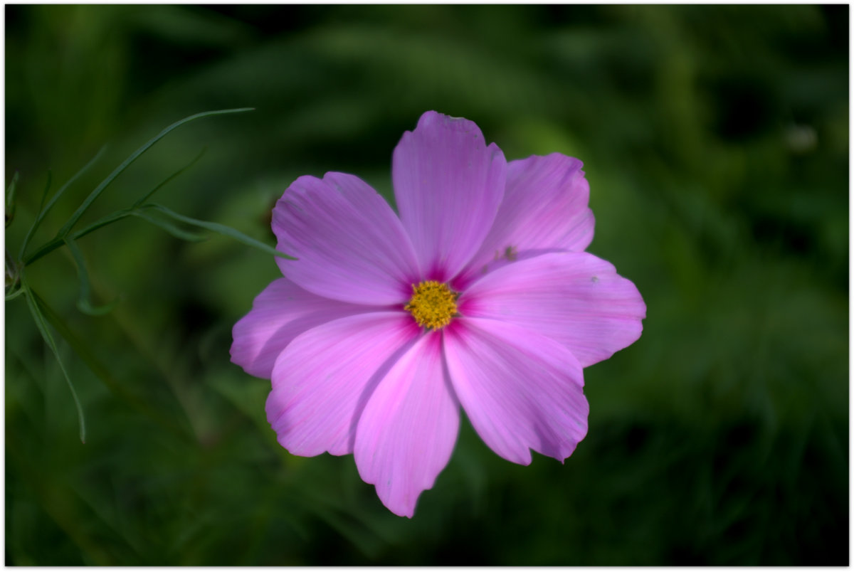 Another Cosmos Flower