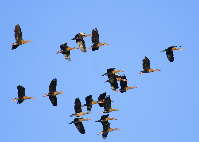 Blackbellied Whistling Ducks