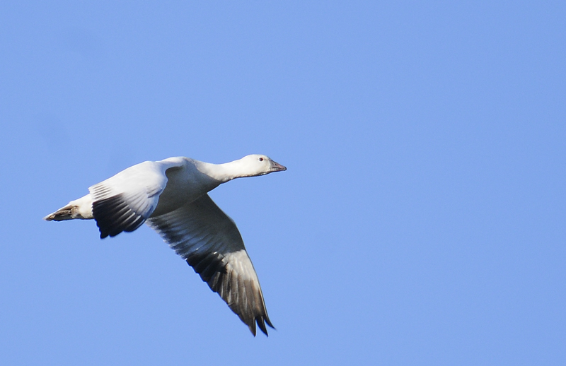 Snow Goose