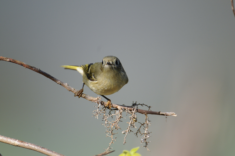 Ruby-crowned Kinglet