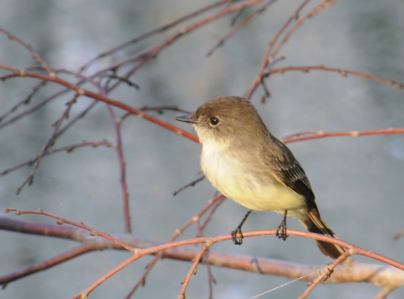 Eastern Phoebe