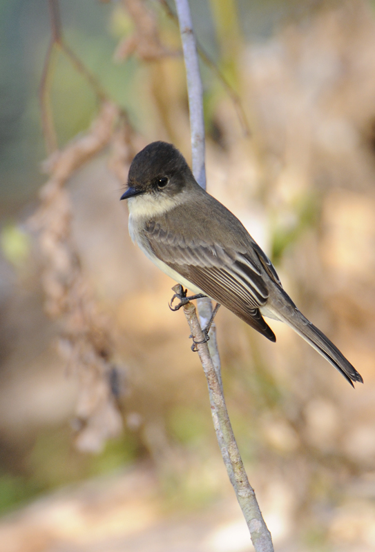 Eastern Phoebe