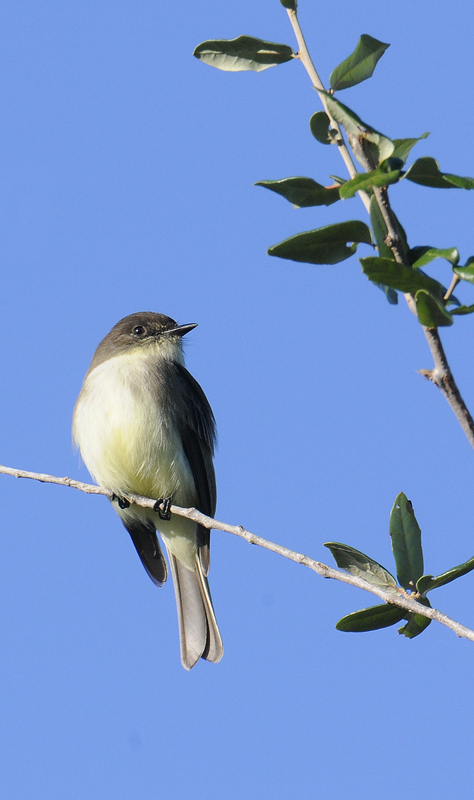 Eastern Phoebe