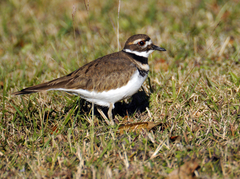 Killdeer