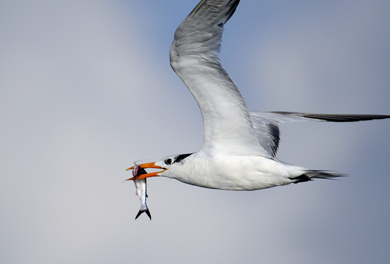 Royal Tern with  fish