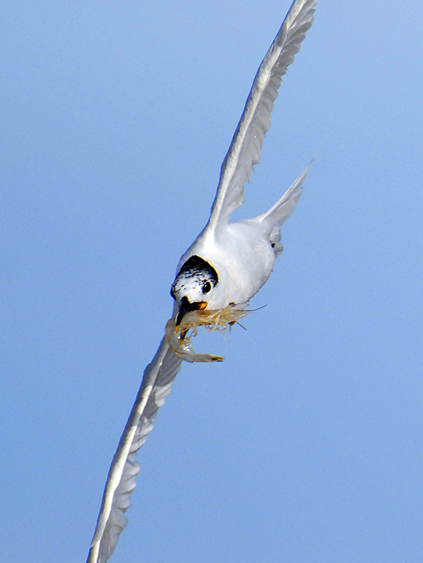 Sandwich Tern 