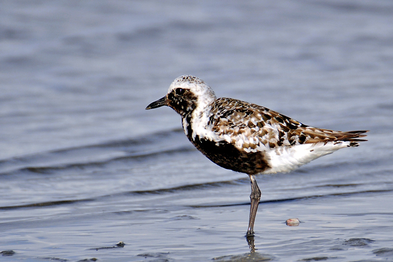 Black-bellied Plover