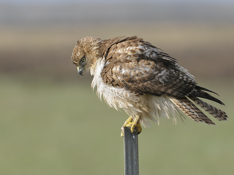 Red-Tailed Hawk