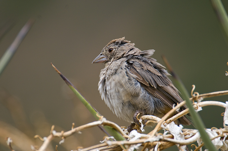 Canyon Towhees