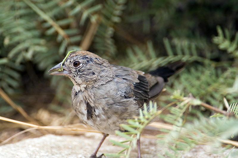 Canyon Towhee with Inchworm
