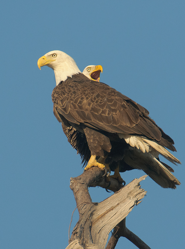 American Bald Eagles