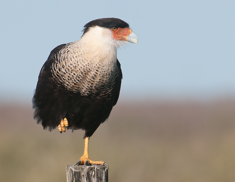 Crested Caracara