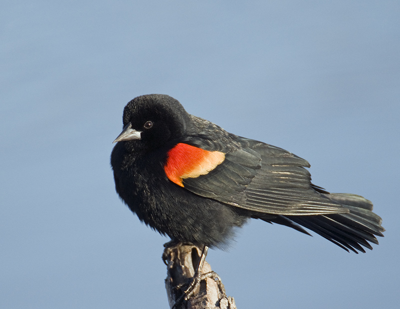 Red-winged Blackbird
