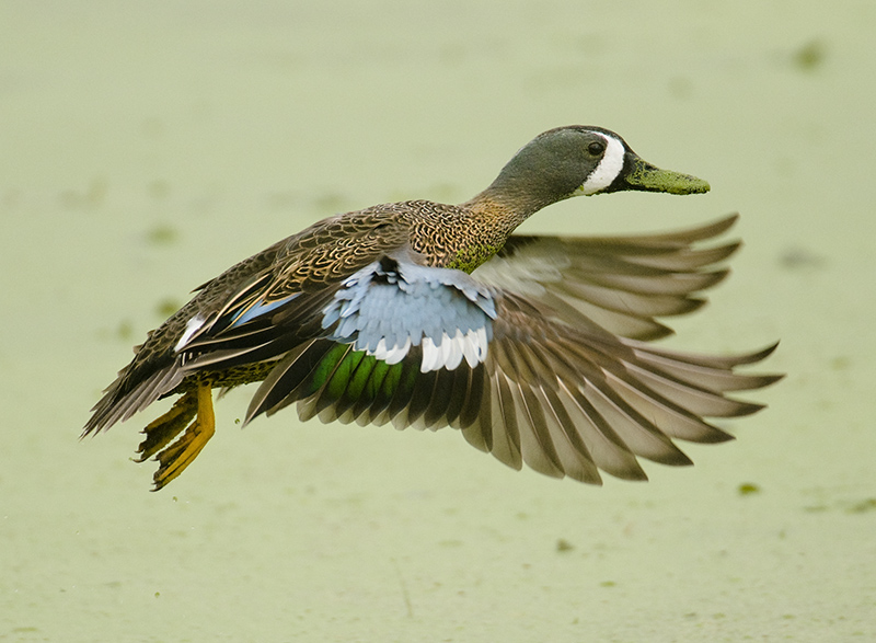 Blue-winged Teal